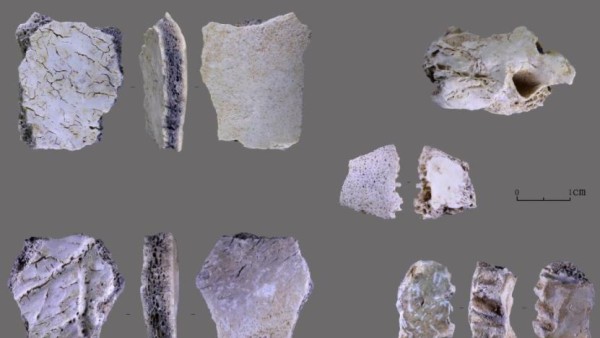 Fosil Tengkorak Manusia-1632791664