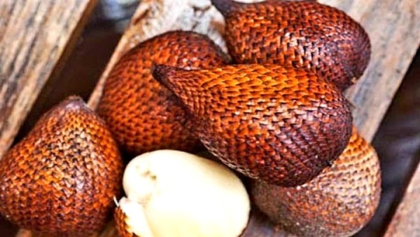 Buah Salak (net)-1634383043