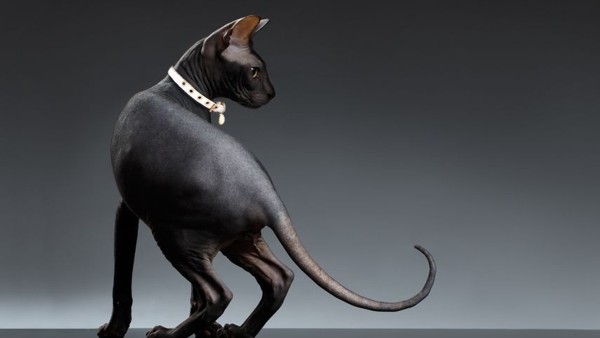 Ilustrasi, kucing (cloudfront.net)-1634876307