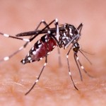 Ilustrasi Nyamuk Demam Berdarah-1644035523