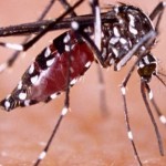 Ilustrasi nyamuk Demam berdarah-1645859530