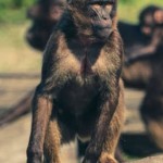Monyet begal pendaki-1659189004