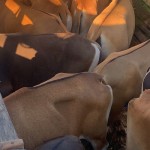 Polda NTT-1665024517