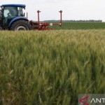 Ladang gandum-1667621743