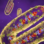 Ilustrasi virus Marburg/ist-1676450825