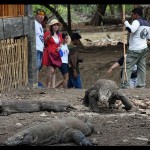 Pegiat wisata kembangkan atraksi di desa sekitar Taman Nasional Komodo-1677991788