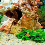 5 Tips Merawat Ikan Hias Discus Agar Berumur Panjang-1689344590