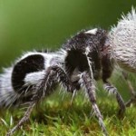 semut panda-1702621602