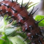 ulat bulu-1702356907