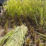 Ayah Lesti Kejora-1713433364