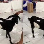 Beli Kambing di Marketplace-1713250225