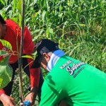 Kegiatan penghijauan lingkungan berupa penanaman bibit pohon diselenggarakan oleh Kalbe bersama Dinas Lingkungan Hidup-1712134486