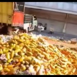 Pedagang buah membuang pepaya secara berserakan-1713953164