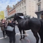 Sejumlah kuda militer dari Household Cavalry-1714275297