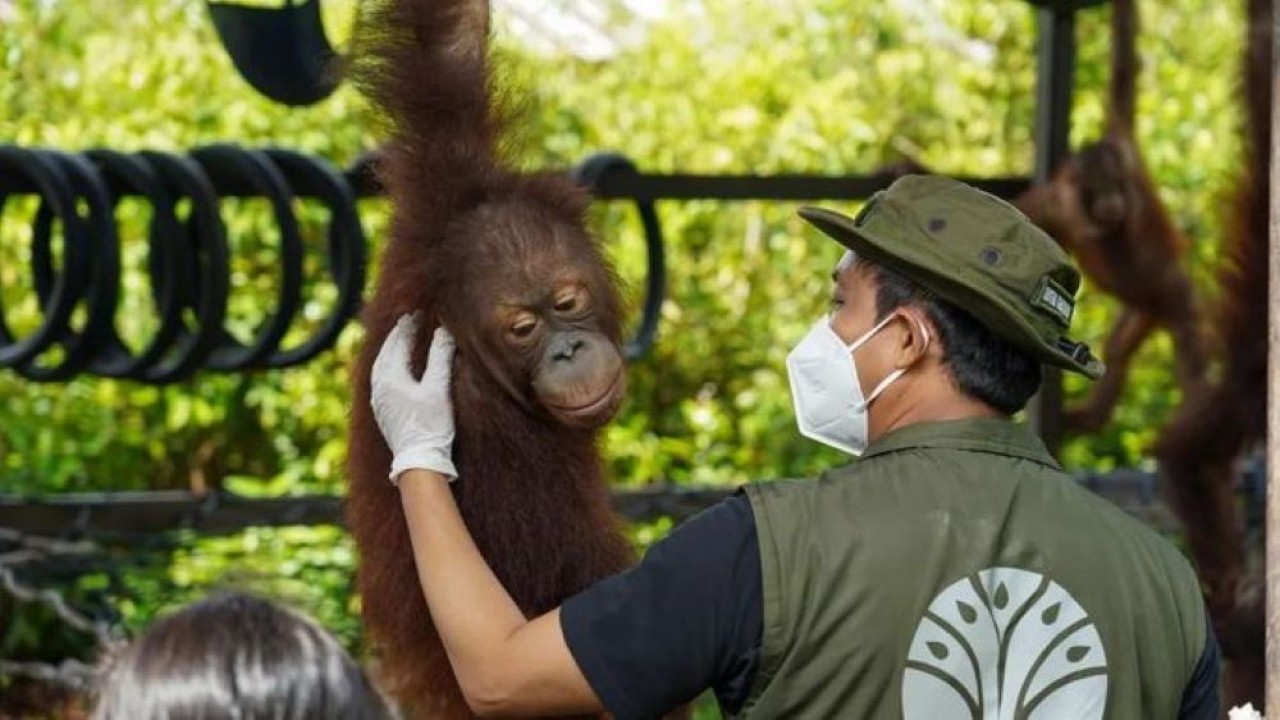 Menteri Kehutanan (Menhut) Raja Juli Antoni di sela pelepasliaran dua individu orangutan di kawasan Taman Nasional Tanjung Puting, Kalimantan Tengah, Sabtu 27 Desember 2025. (Foto: ANTARA/HO-Kemenhut RI)